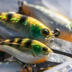 Shimano Yasei Cover Crank F 11 Shimano Yasei Cover Crank F -Isfiskeri hjul Butikk LUYASCCFSR07RBTr 4